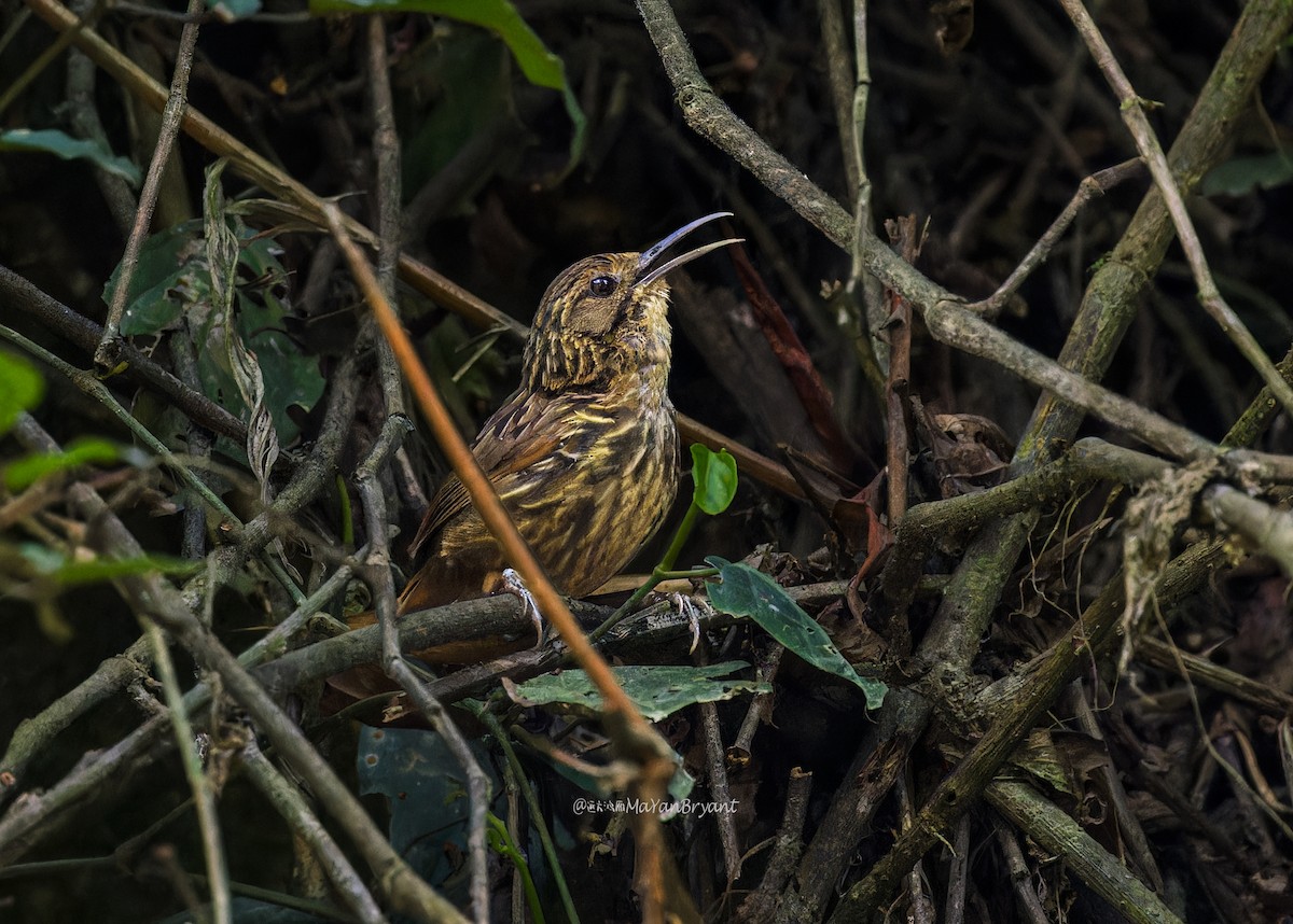 Long-billed Wren-Babbler - ML646233267