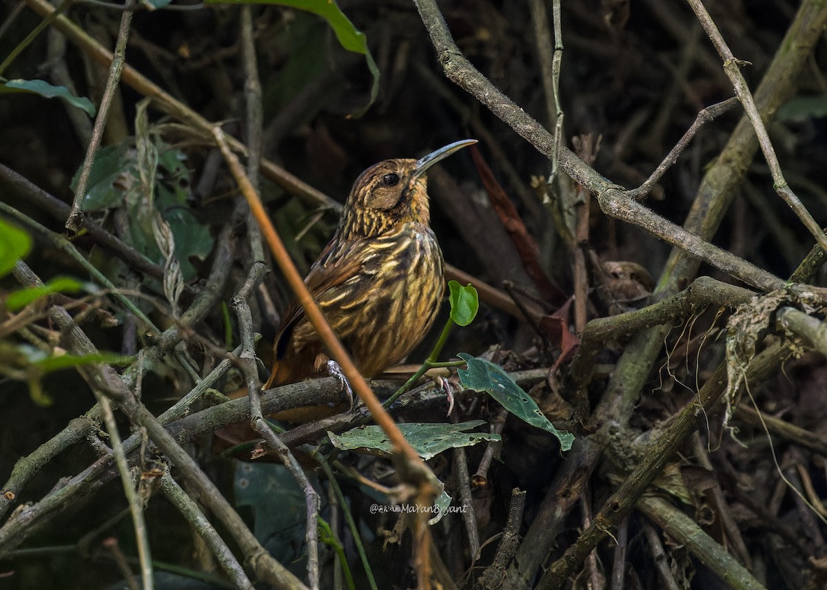 Long-billed Wren-Babbler - ML646233268