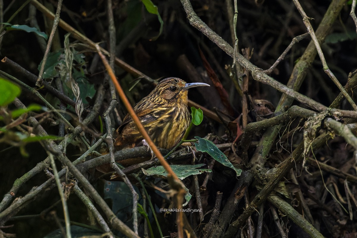 Long-billed Wren-Babbler - ML646233269