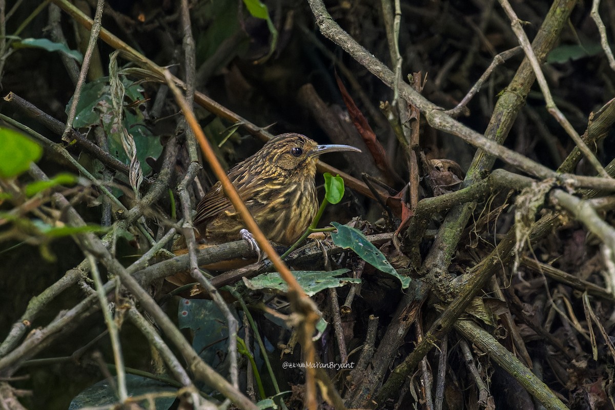 Long-billed Wren-Babbler - ML646233270