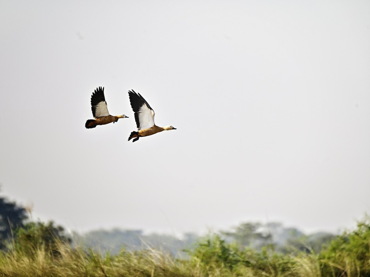 瀆鳧 - ML646233271