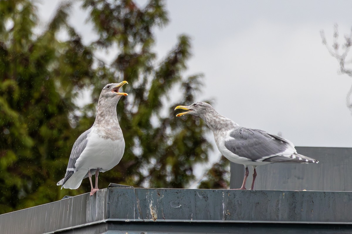 Western x Glaucous-winged Gull (hybrid) - ML646233272