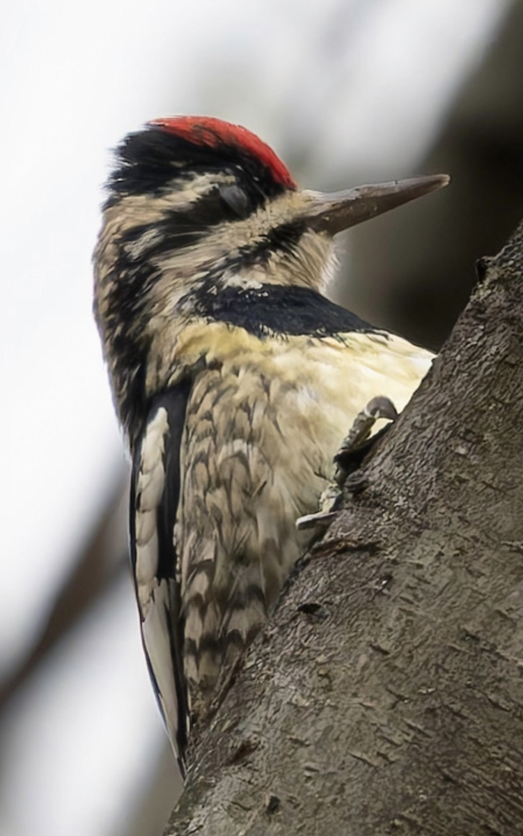 Yellow-bellied Sapsucker - ML646233273