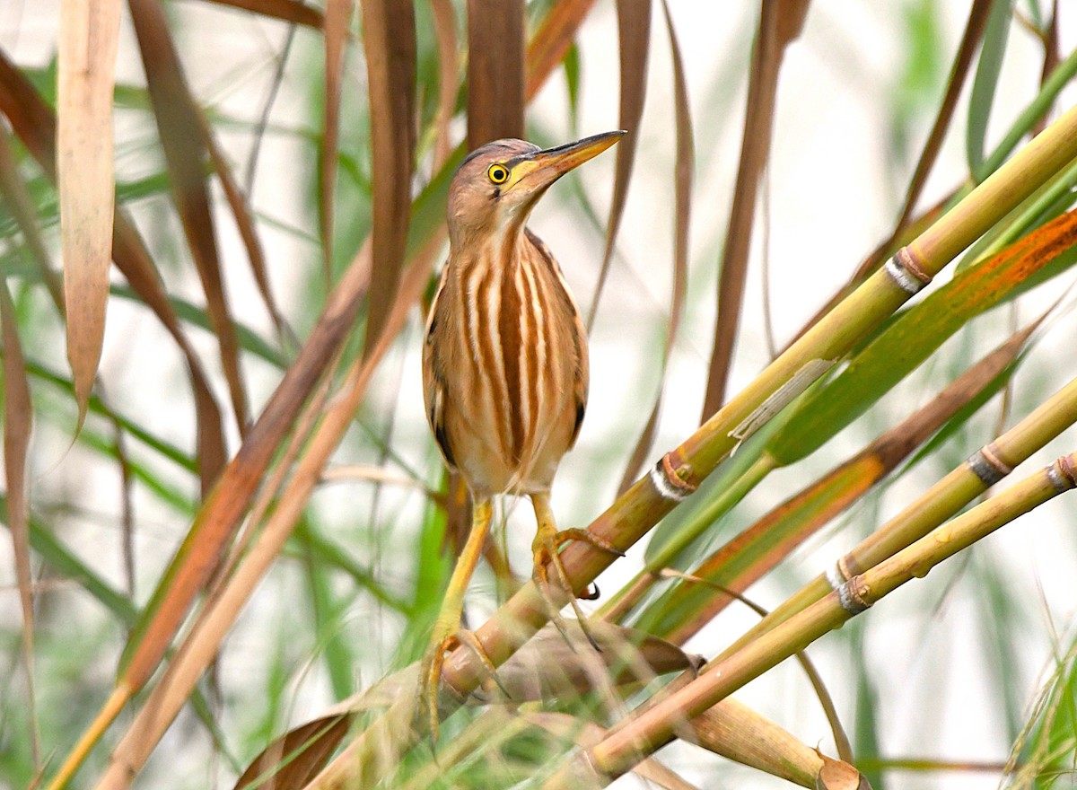 黃小鷺 - ML646233275