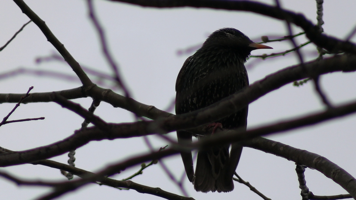 歐洲椋鳥 - ML646233277