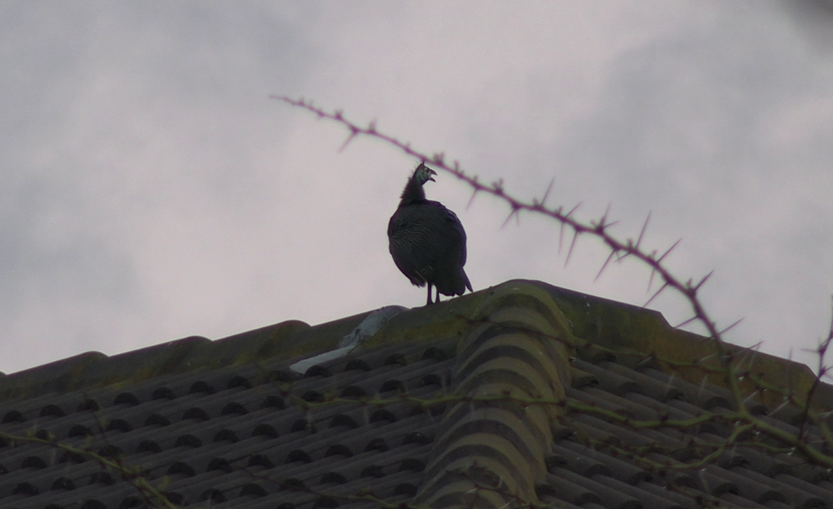 普通珠雞 - ML646233278