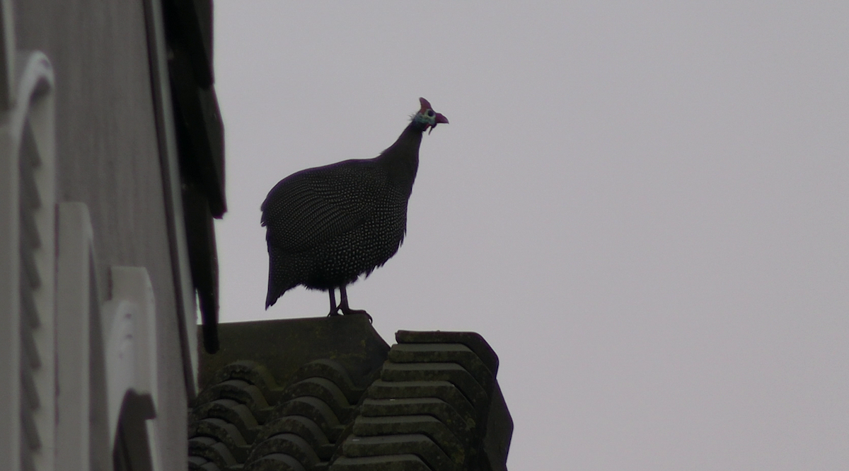 普通珠雞 - ML646233279