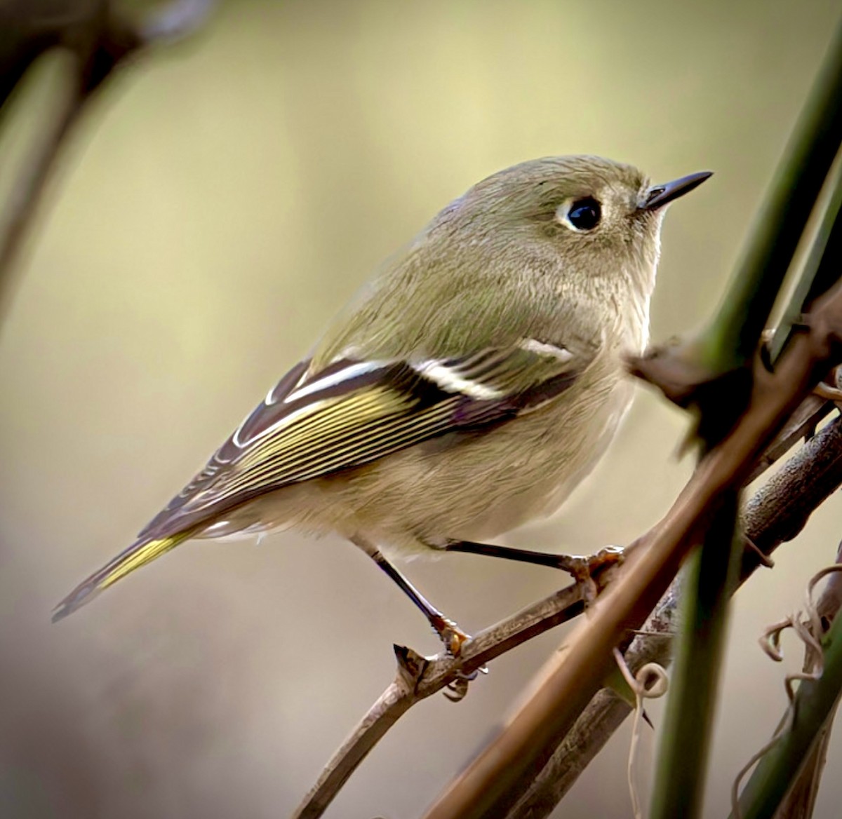 Ruby-crowned Kinglet - ML646233280
