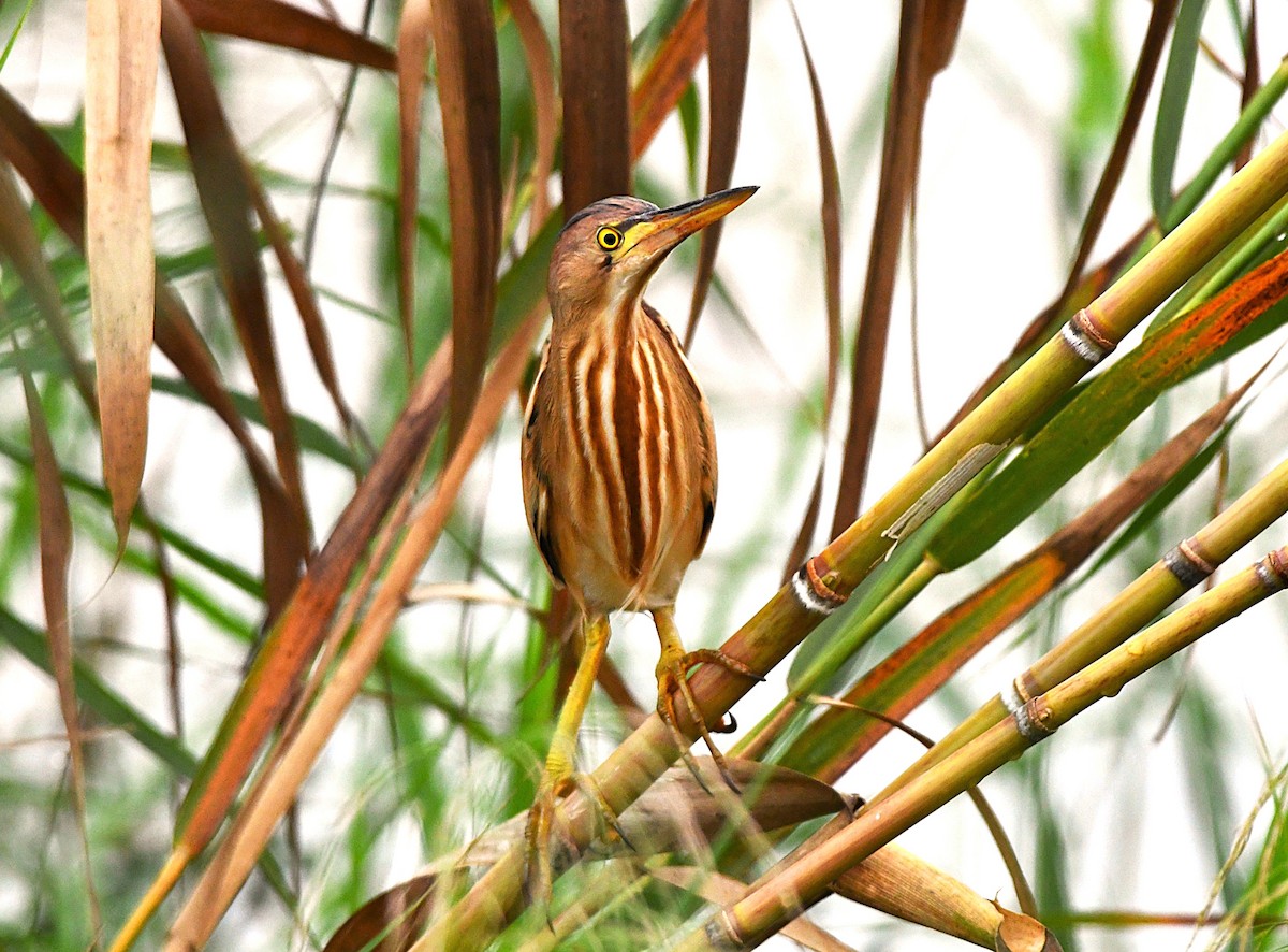 黃小鷺 - ML646233281