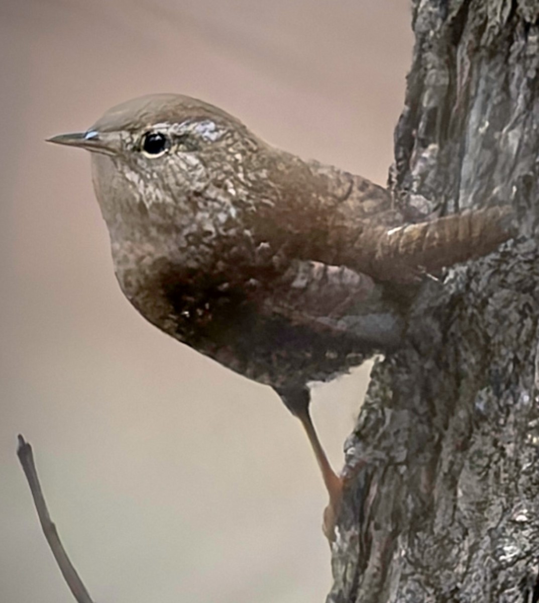 Carolina Wren - ML646233283