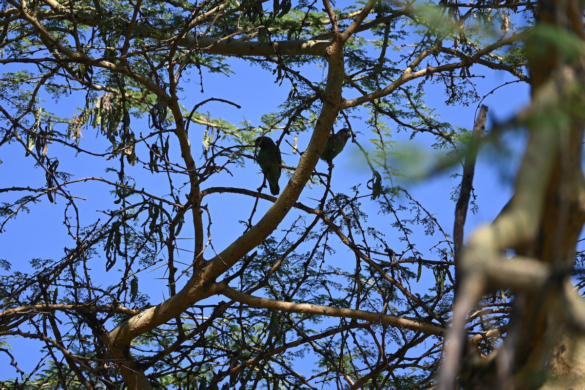 Meyer's Parrot - ML646233284