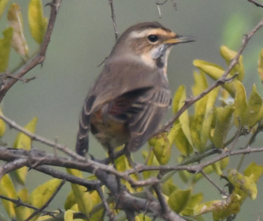 藍喉鴝 - ML646233285