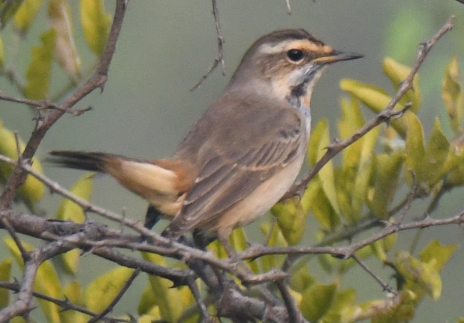 藍喉鴝 - ML646233286