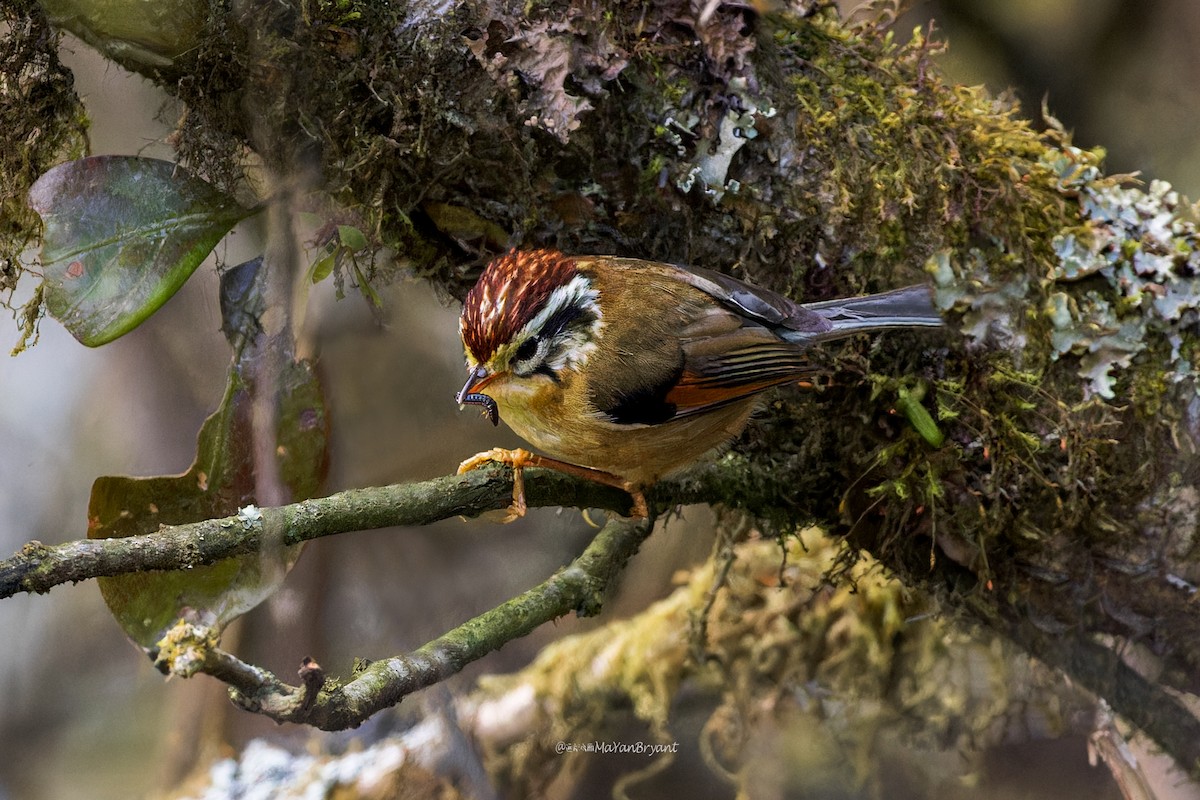 Rufous-winged Fulvetta - ML646233287