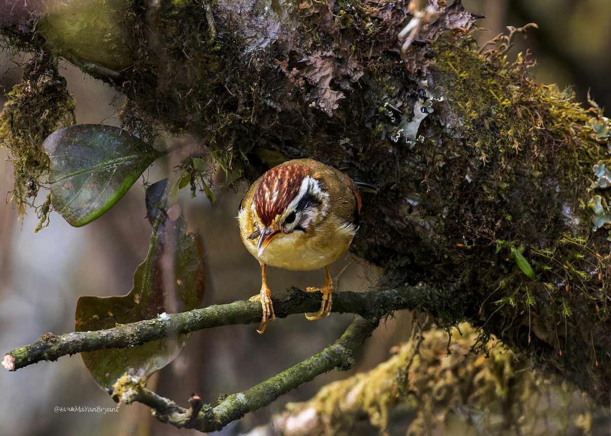 Rufous-winged Fulvetta - ML646233288