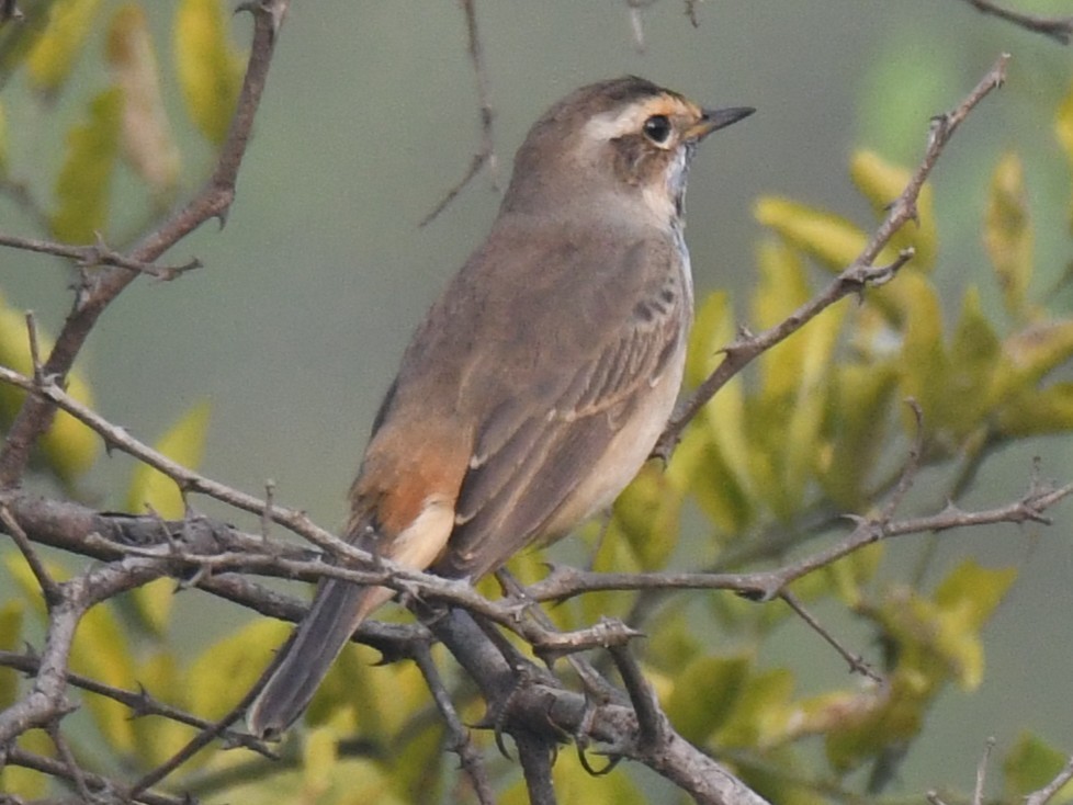 藍喉鴝 - ML646233289