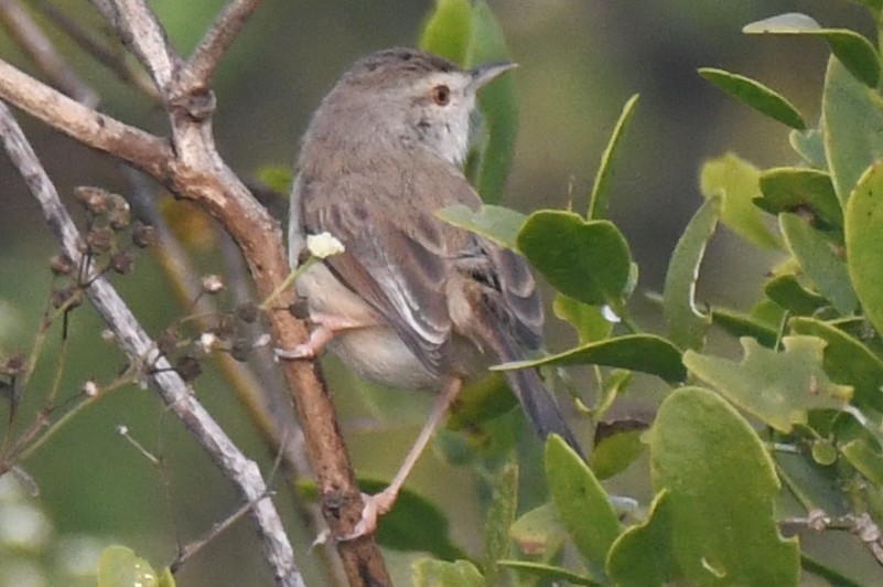 藍喉鴝 - ML646233290