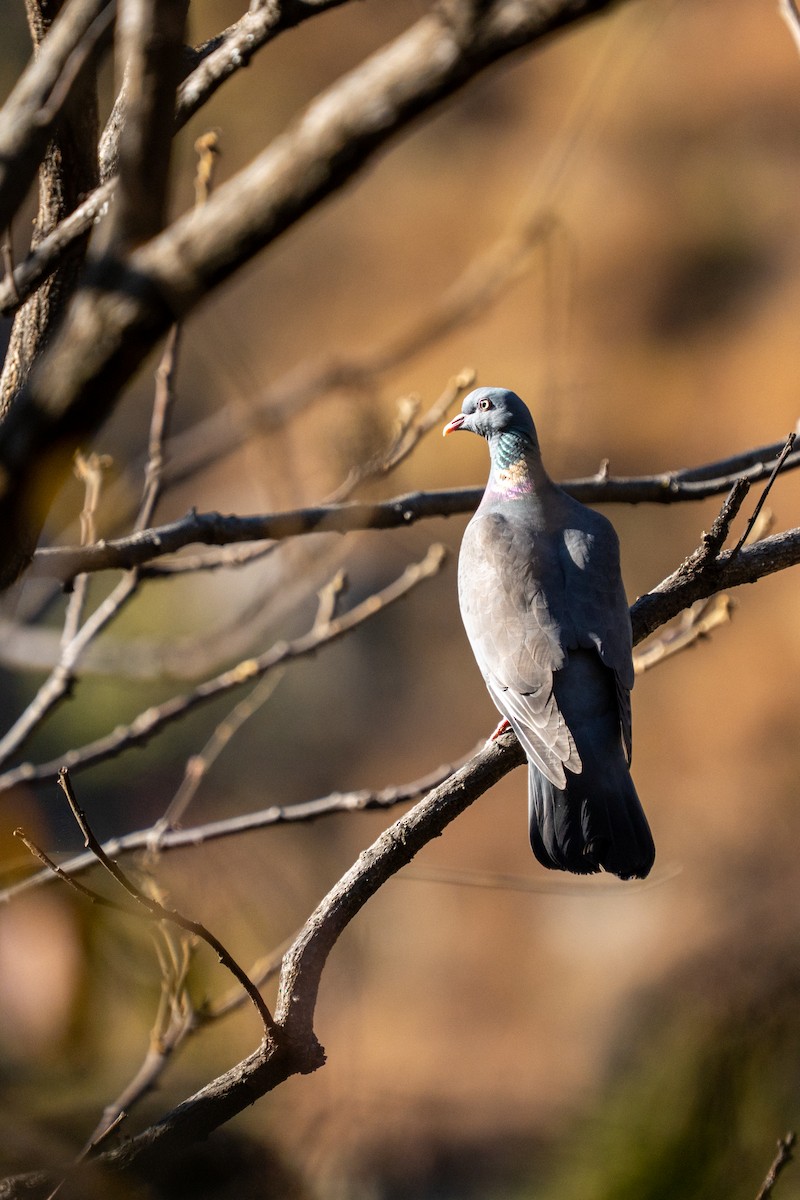 Common Wood-Pigeon - ML646233291