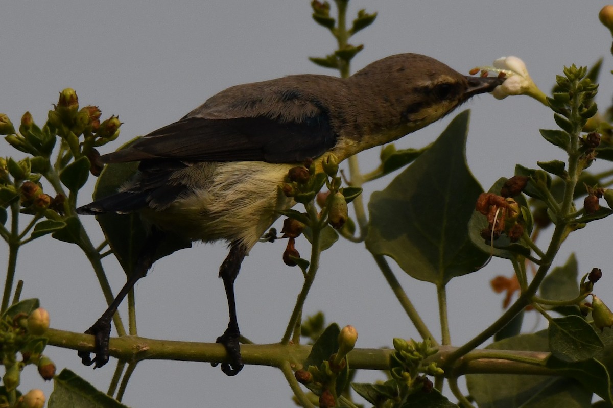 Purple Sunbird - ML646233292