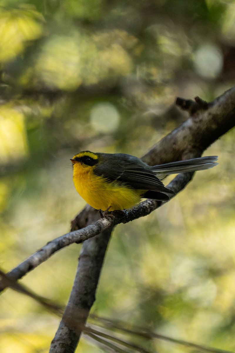 Yellow-bellied Fairy-Fantail - ML646233293