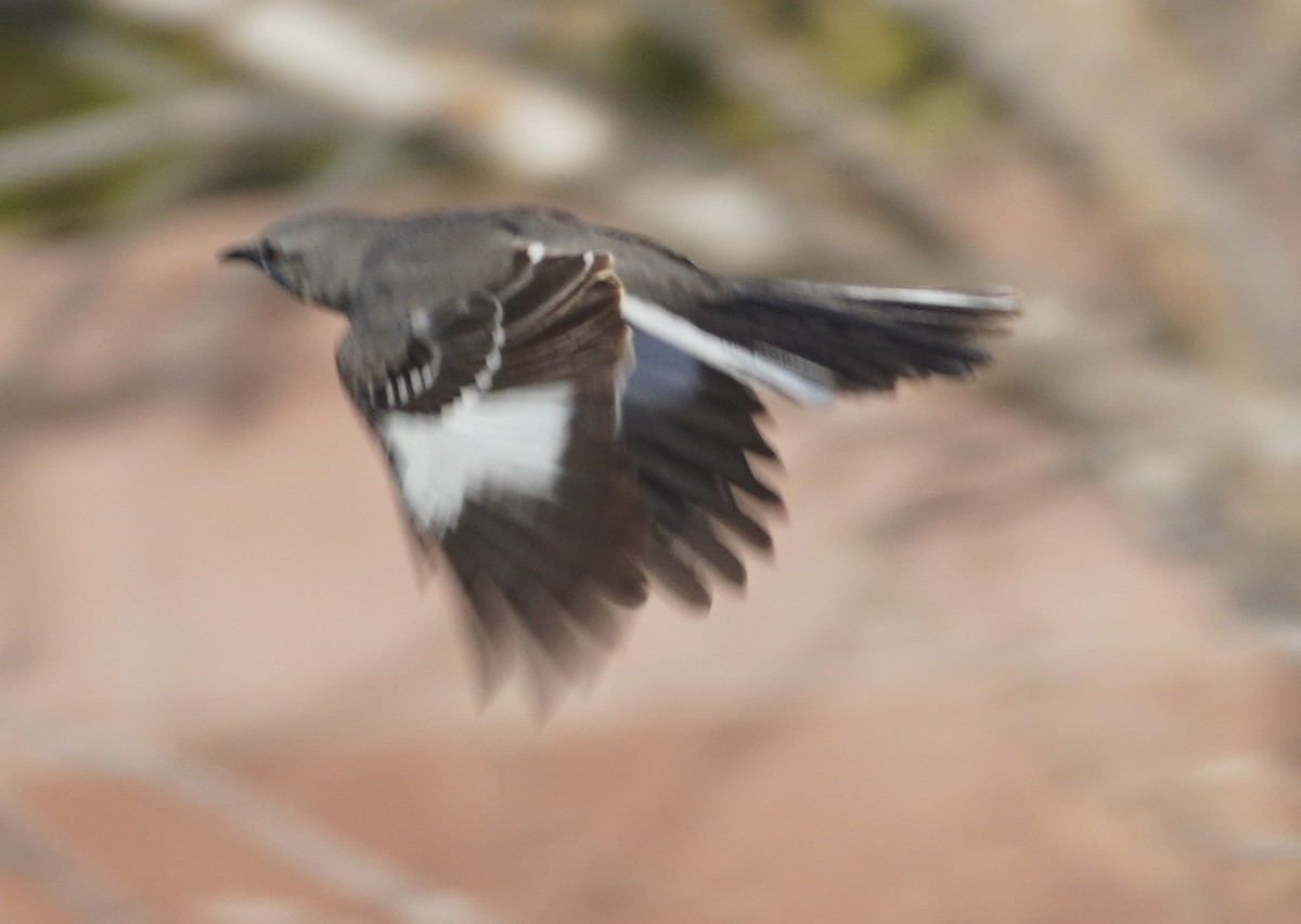 Northern Mockingbird - ML646233294