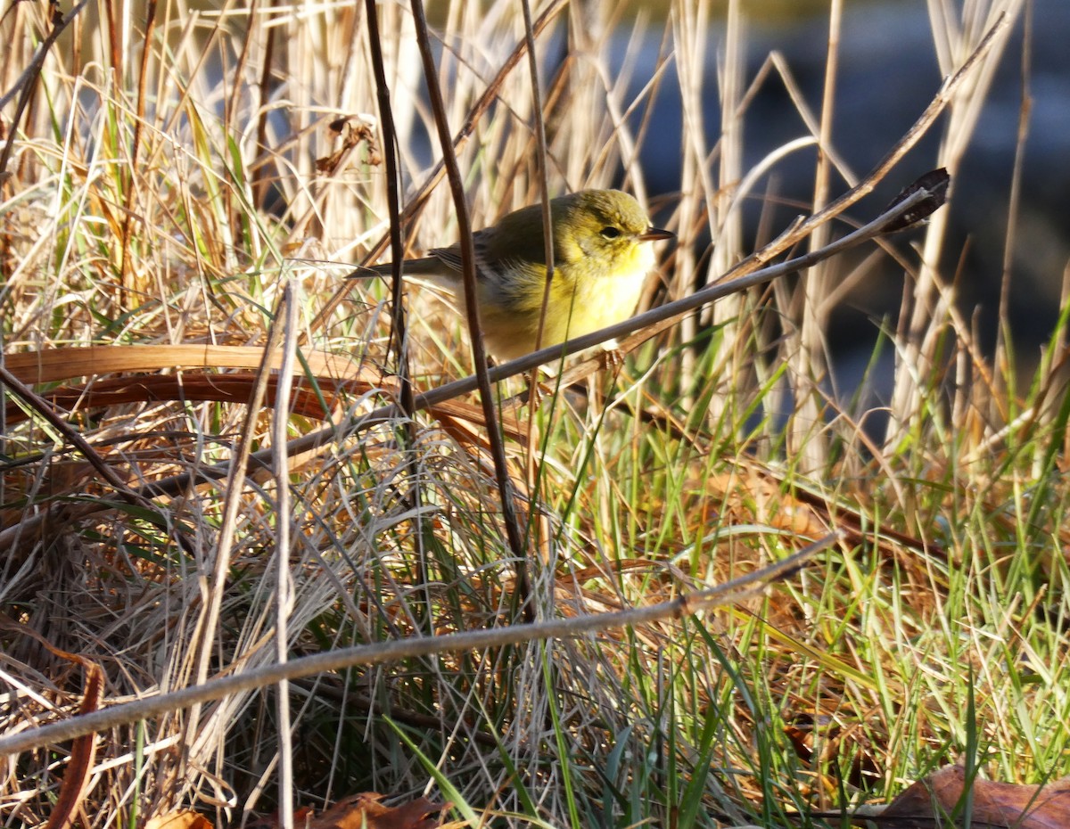 Pine Warbler - ML646233295
