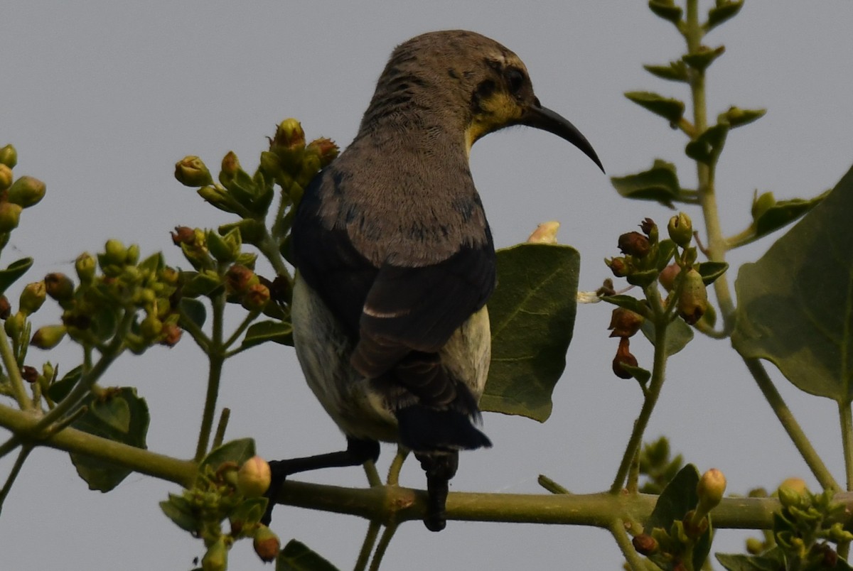 Purple Sunbird - ML646233296