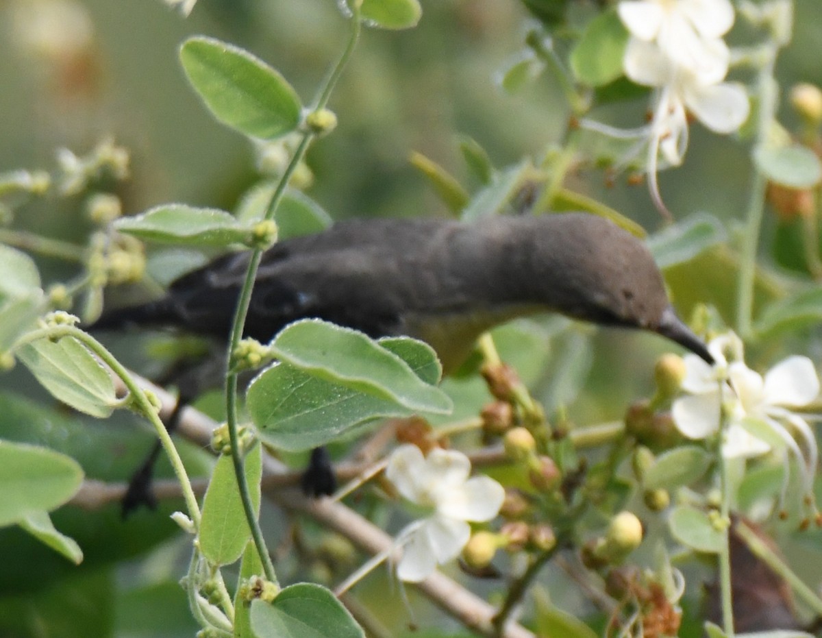 Purple Sunbird - ML646233297