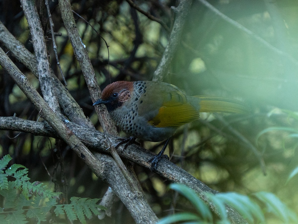 Garrulaxe à tête rousse - ML646233298