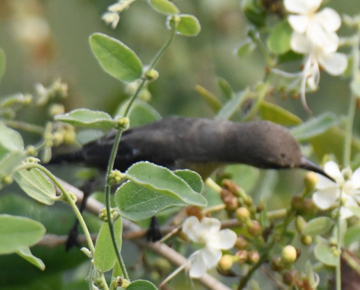 Purple Sunbird - ML646233299