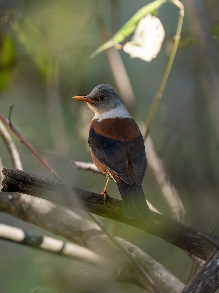 Merle à tête grise - ML646233300