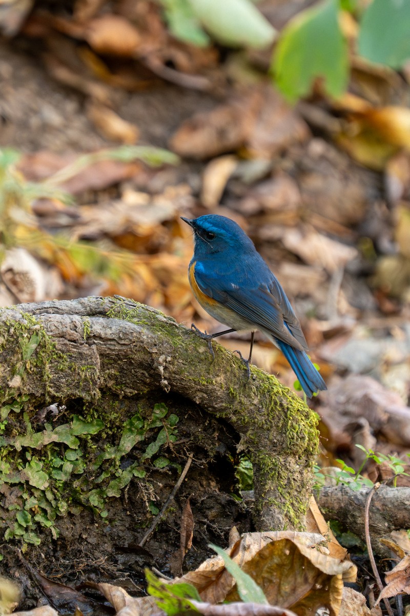 Robin de l'Himalaya - ML646233307