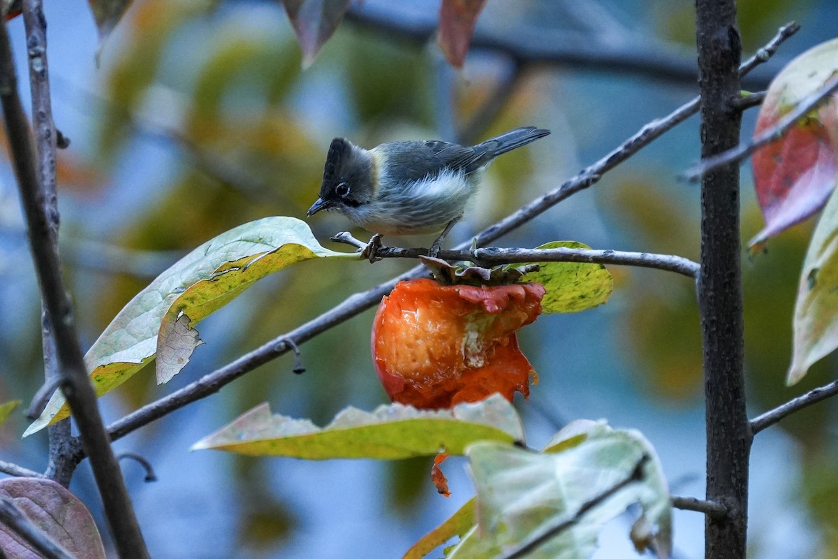 Yuhina à cou roux - ML646233315