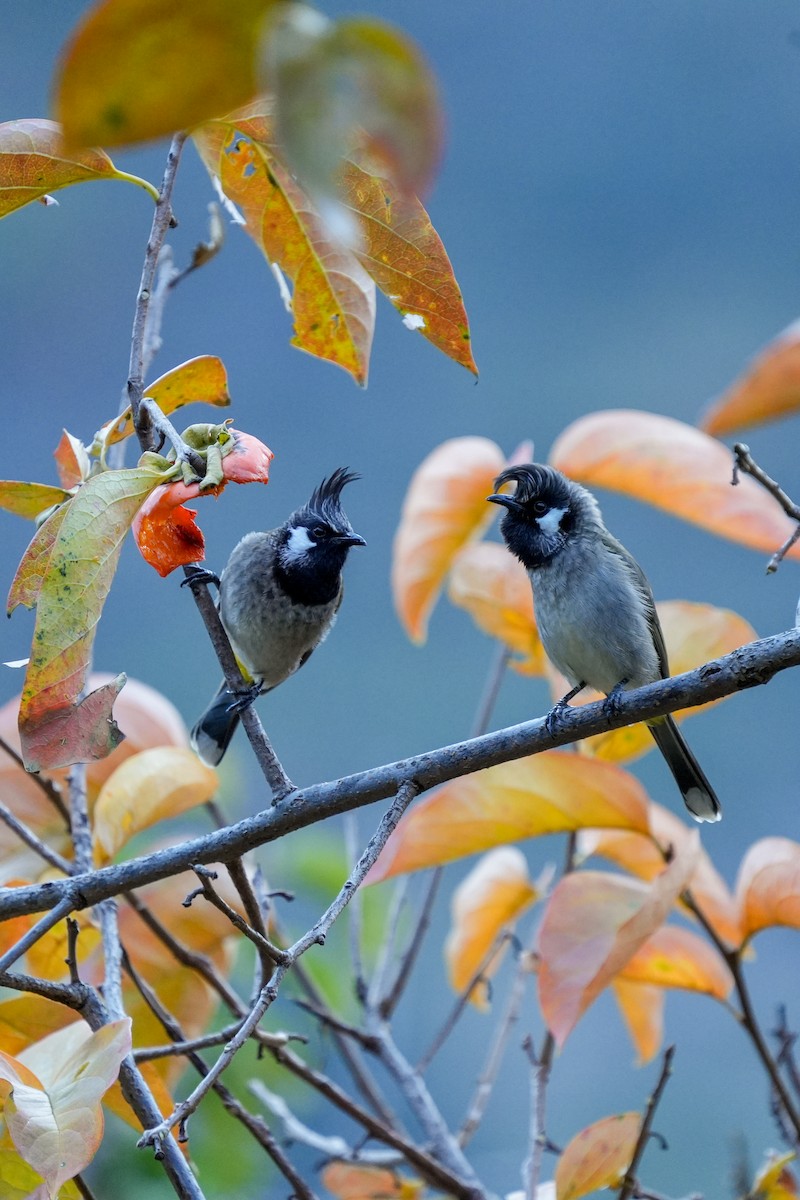 Bulbul à joues blanches - ML646233317