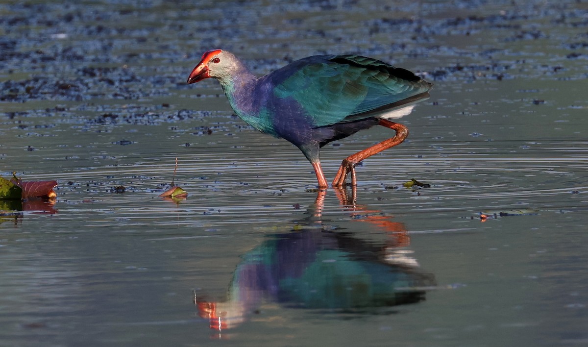 Pollo sultano testagrigia - ML646233320