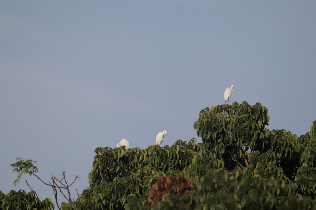 Eastern Cattle-Egret - ML646233322