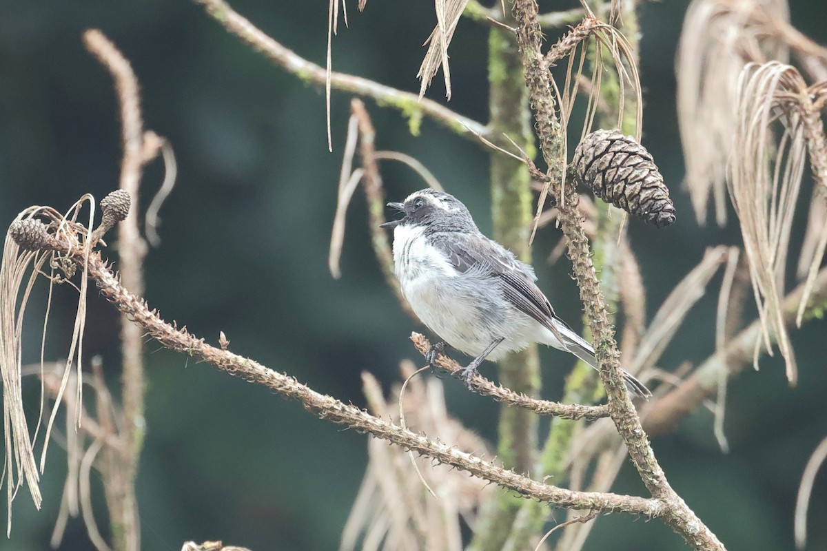 Gray Bushchat - ML646233323