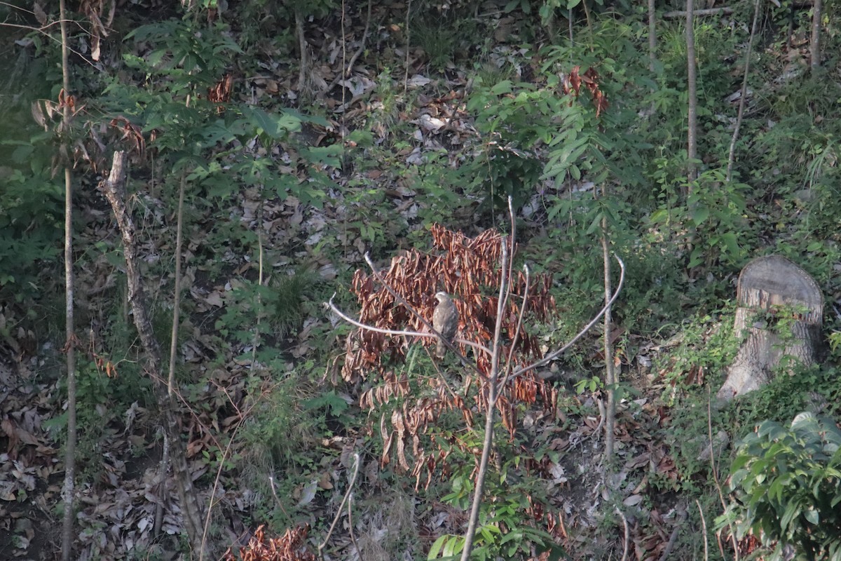 Gray-faced Buzzard - ML646233326