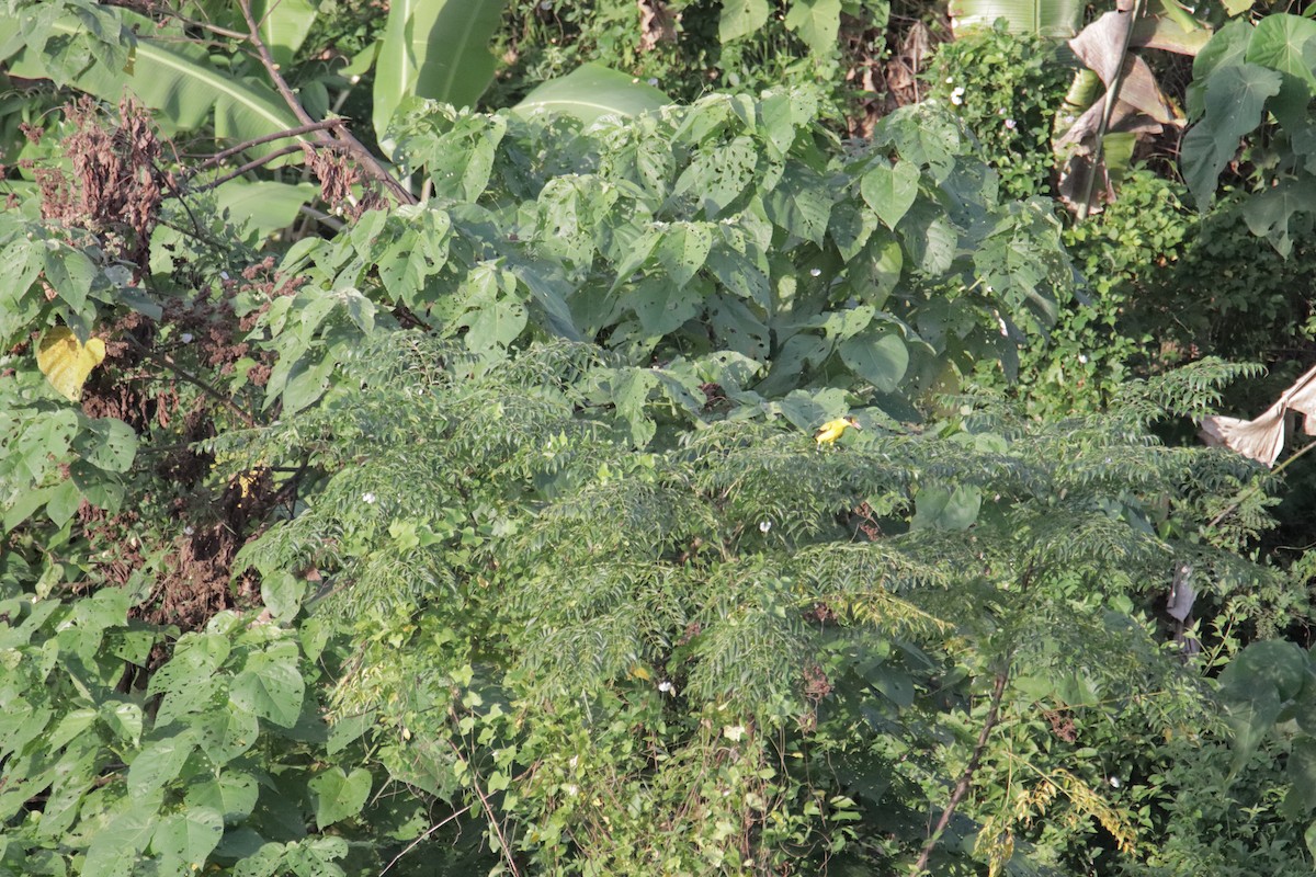 Black-naped Oriole - ML646233330