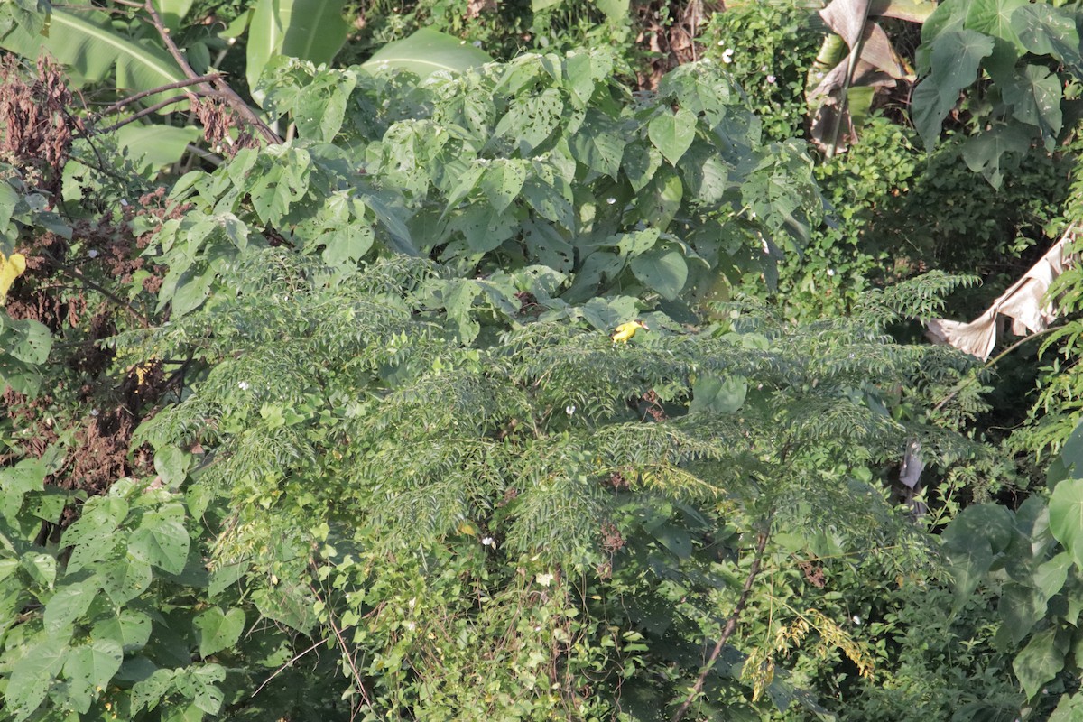 Black-naped Oriole - ML646233331
