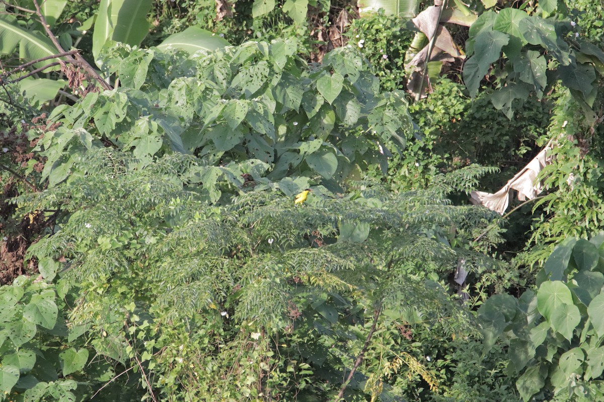 Black-naped Oriole - ML646233332