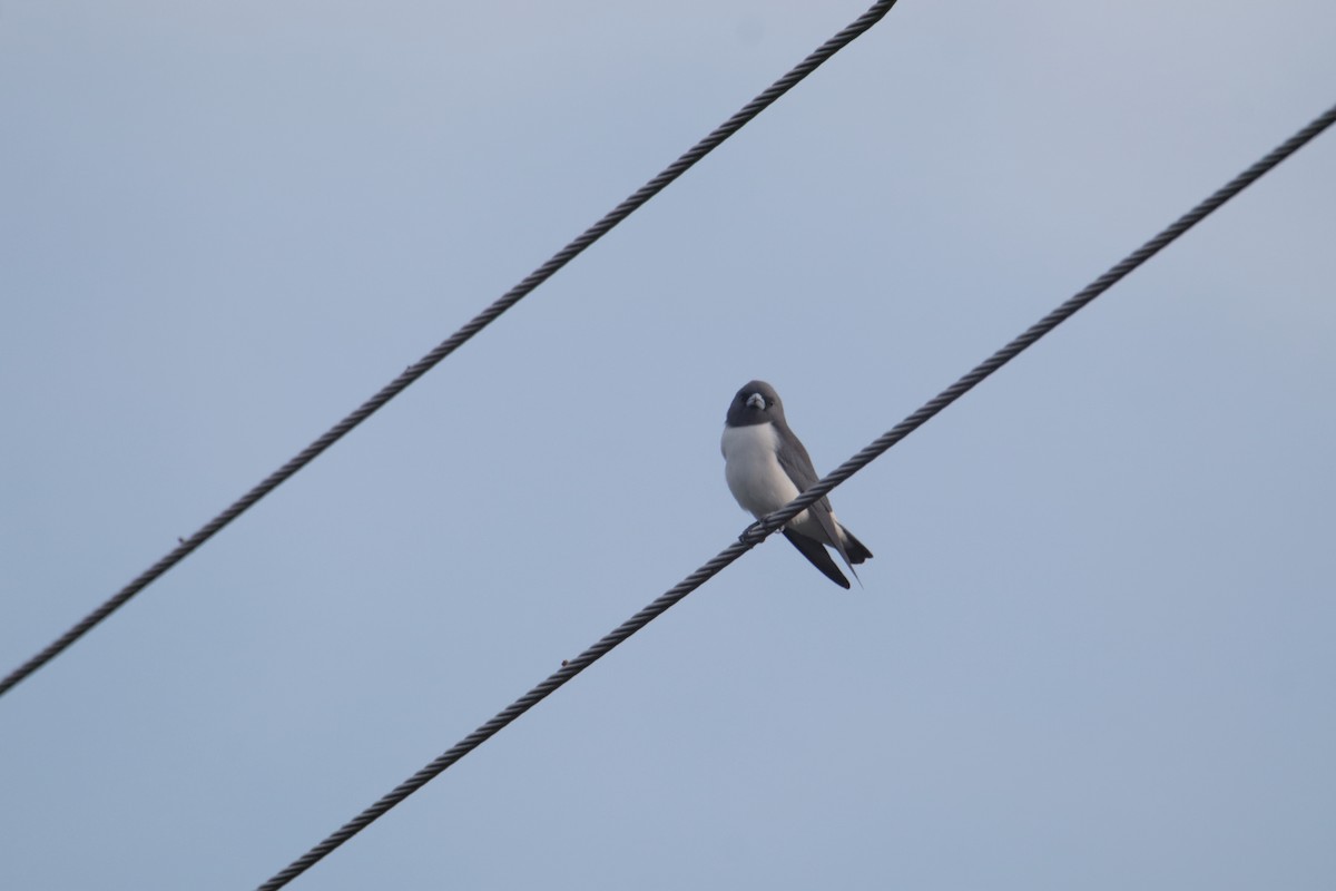 White-breasted Woodswallow - ML646233334