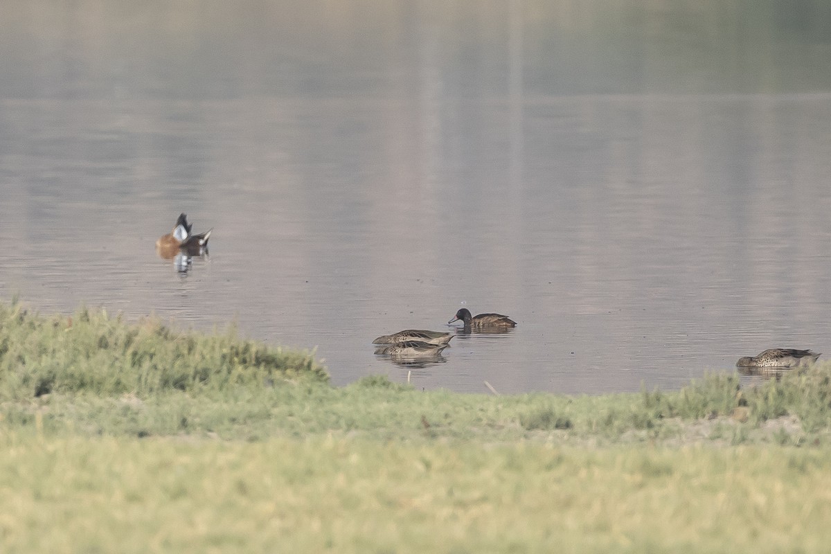 Black-headed Duck - ML646233335