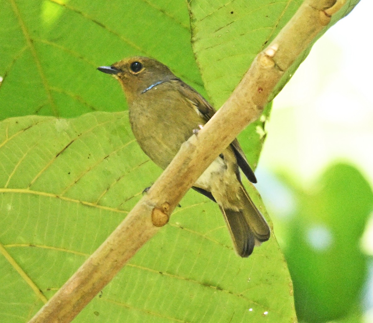 Small Niltava - ML646233339