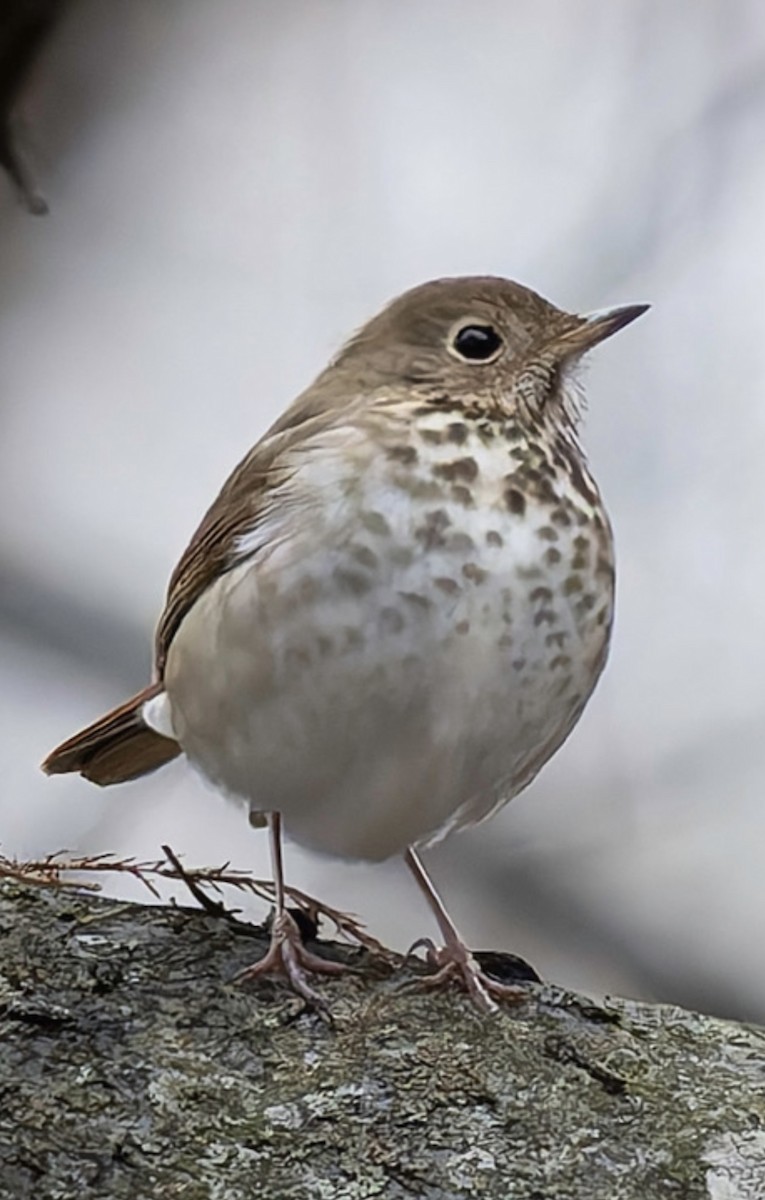 Hermit Thrush - ML646233340
