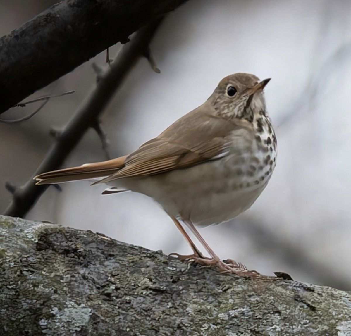 Hermit Thrush - ML646233342
