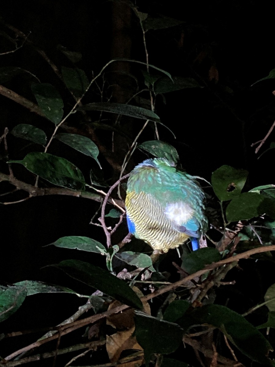 Bar-bellied Pitta - ML646233345