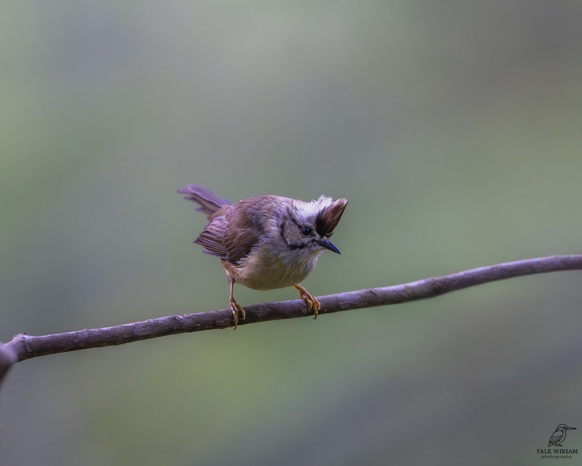 Taiwan Yuhina - ML646233349