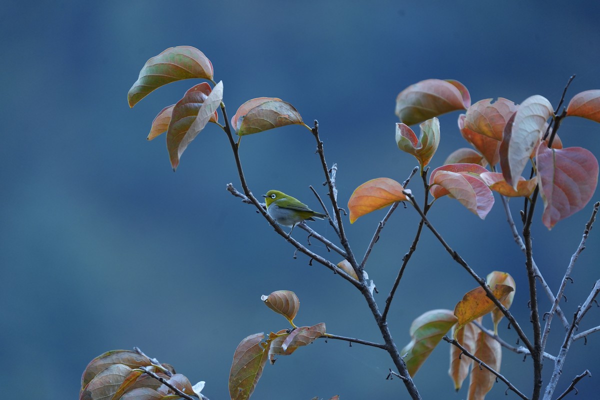 Zostérops oriental - ML646233350