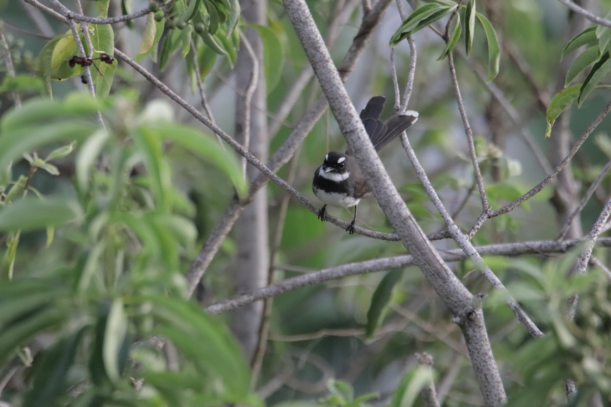 Philippine Pied-Fantail - ML646233351